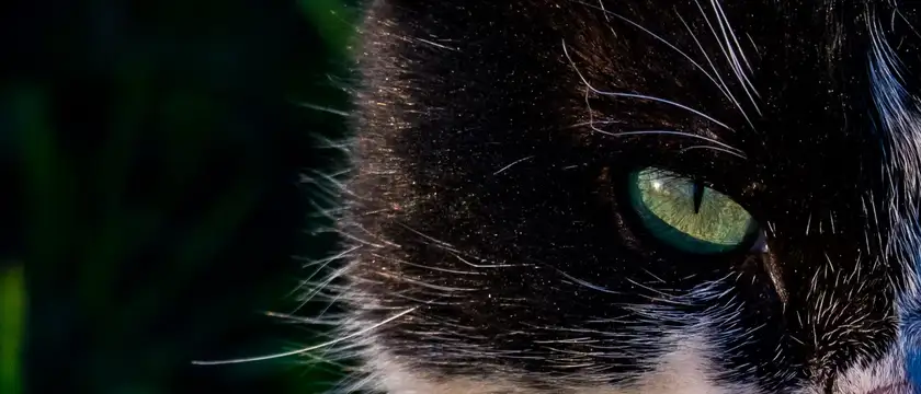 a cat's eye.
